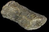 Fossil Amphibian (Eryops) Dorsal Vertebra Process - Texas #155143-2